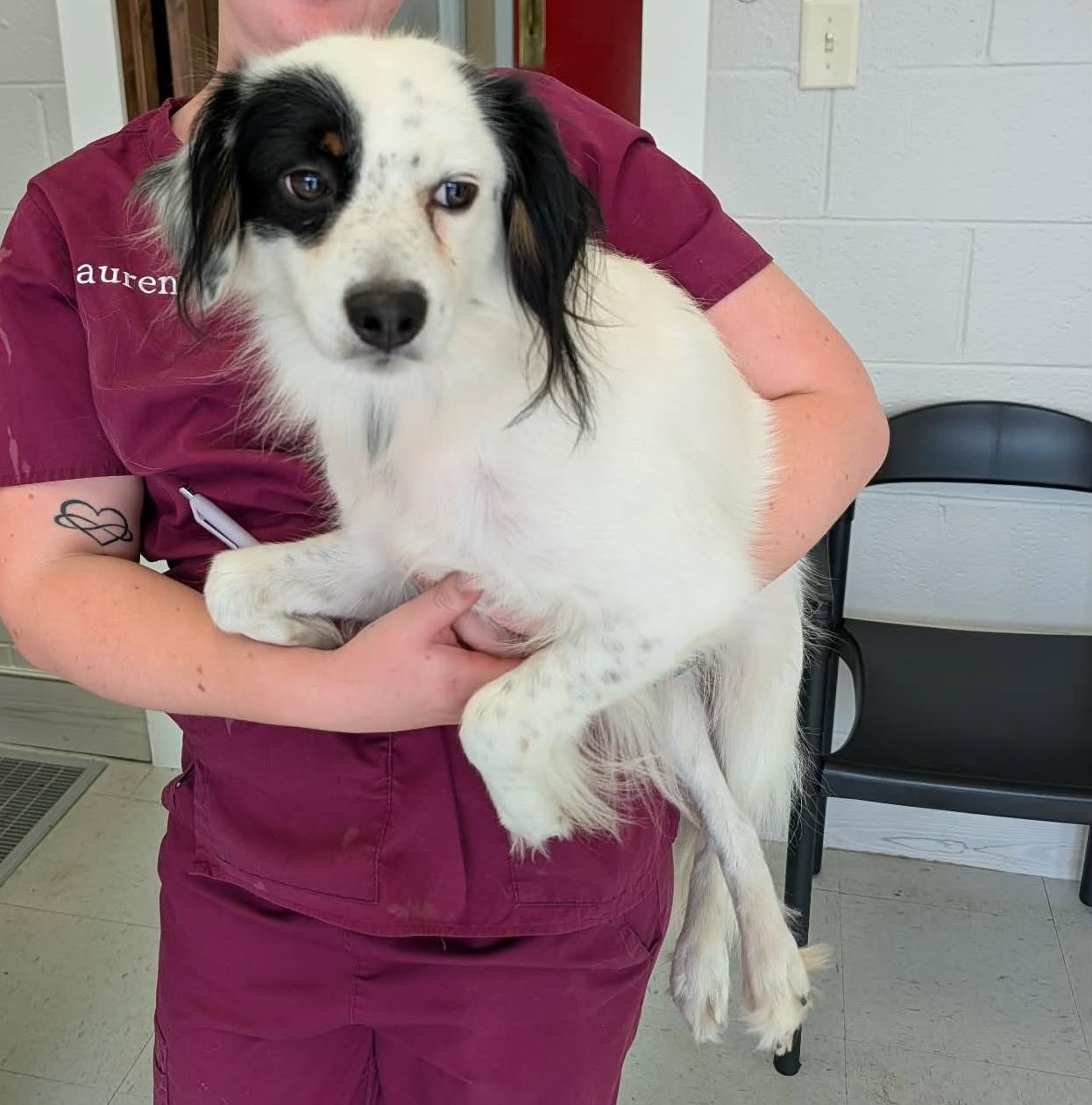 Enlarge Riddle, a Adoptable mixed breed in Hopkinton, MA image 3/4