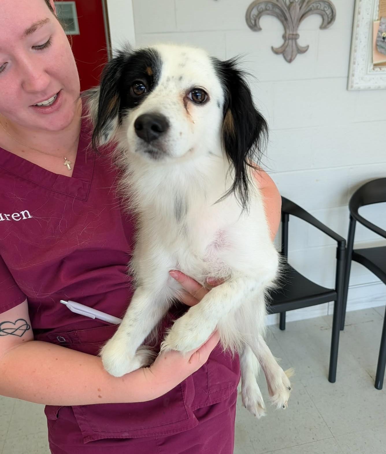 Enlarge Riddle, a Adoptable mixed breed in Hopkinton, MA image 4/4