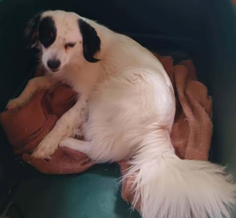 Enlarge Riddle, a Adoptable mixed breed in Hopkinton, MA image 2/4