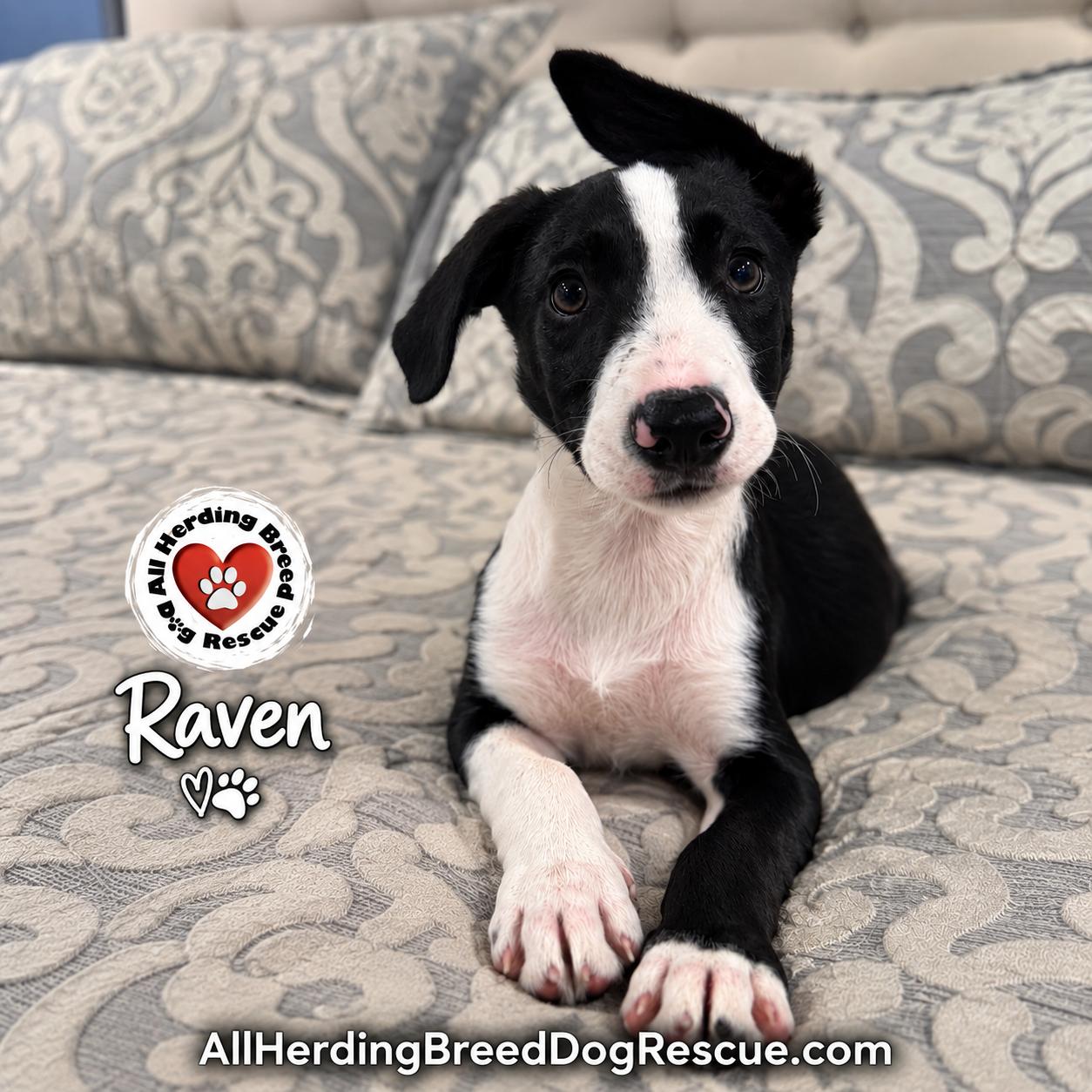Raven, ADOPTABLE, Puppy Male Border Collie.