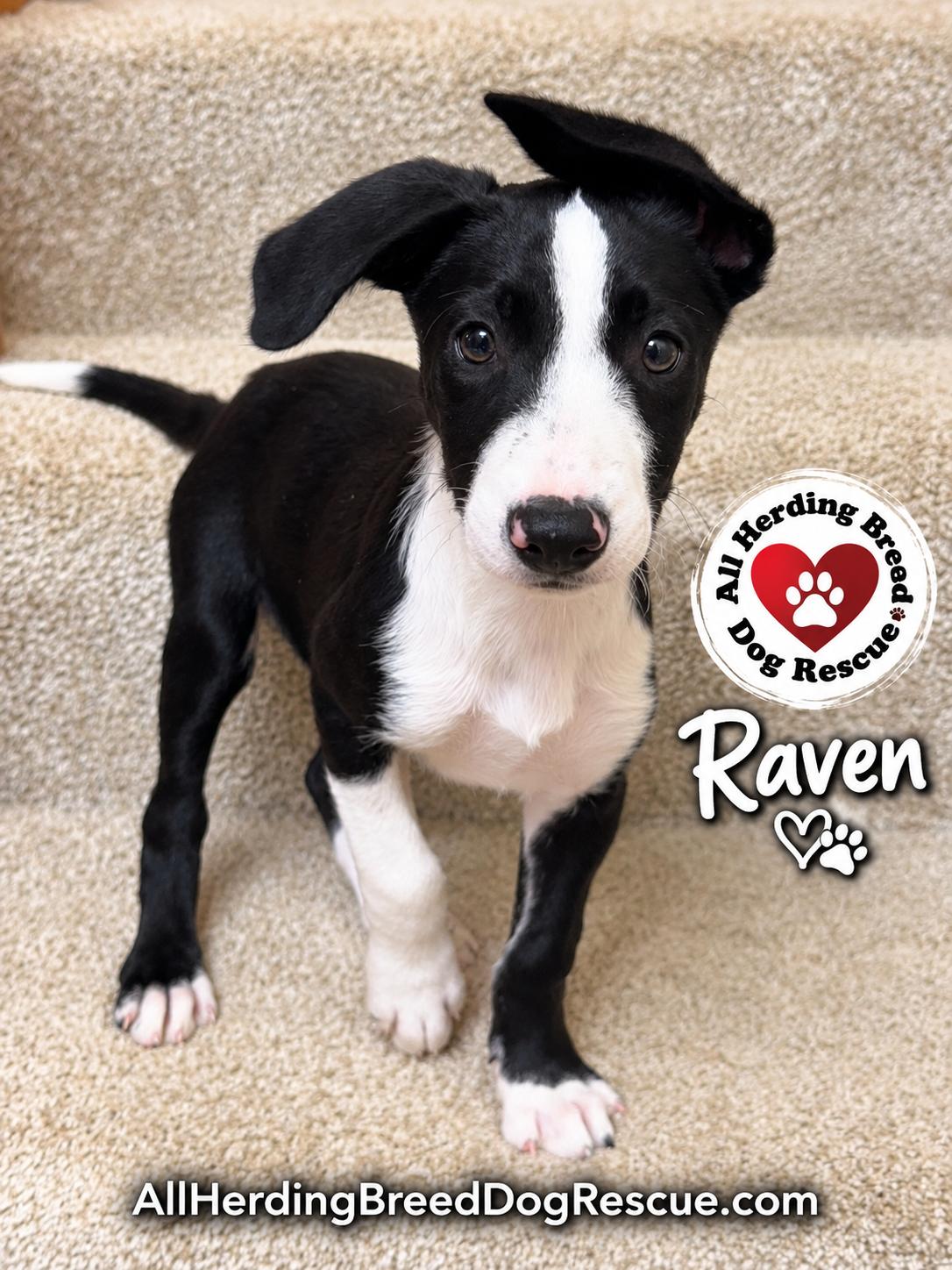 Enlarge Raven, a ADOPTABLE mixed breed in Joliet, IL image 2/3