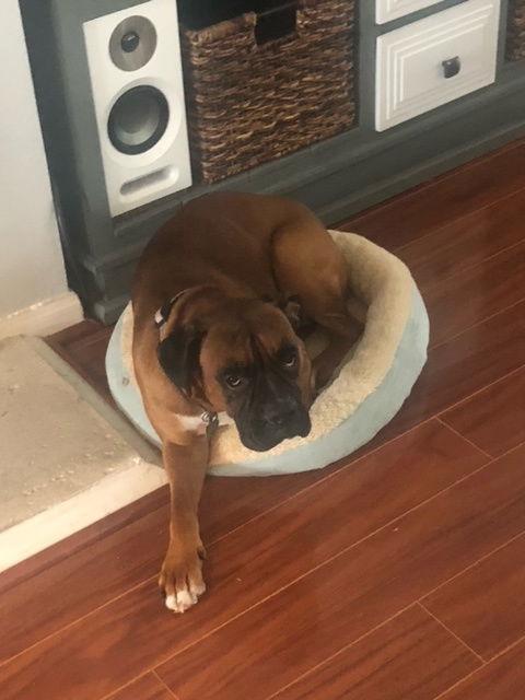 MAGGY, Adoptable, Senior Female Boxer.