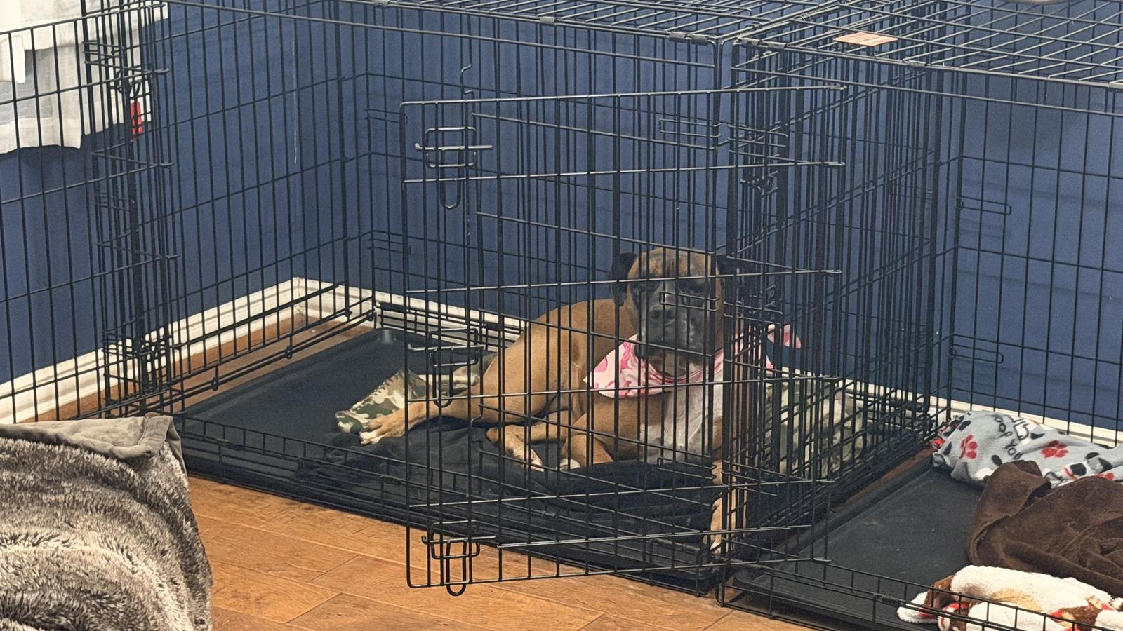 Enlarge MAGGY, a Adoptable Boxer in Katy, TX image 2/3