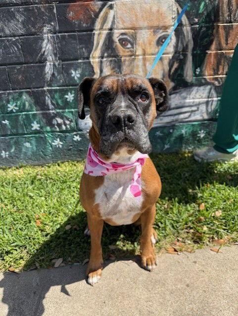 Enlarge MAGGY, a Adoptable Boxer in Katy, TX image 3/3
