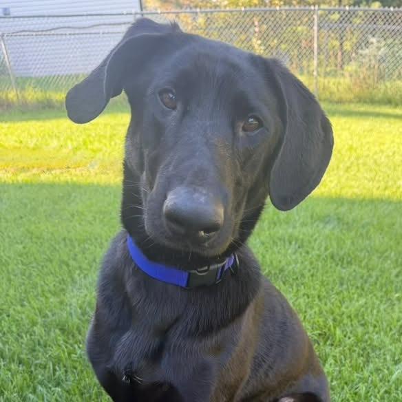 Enlarge Charlie D11160, a Adoptable mixed breed in Elk River, MN image 2/6