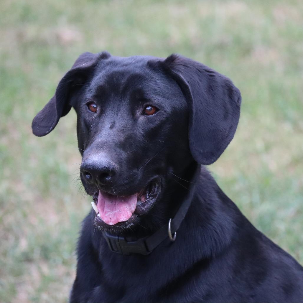 Charlie D11160, Adoptable, Adult Male Black Labrador Retriever & Greyhound.