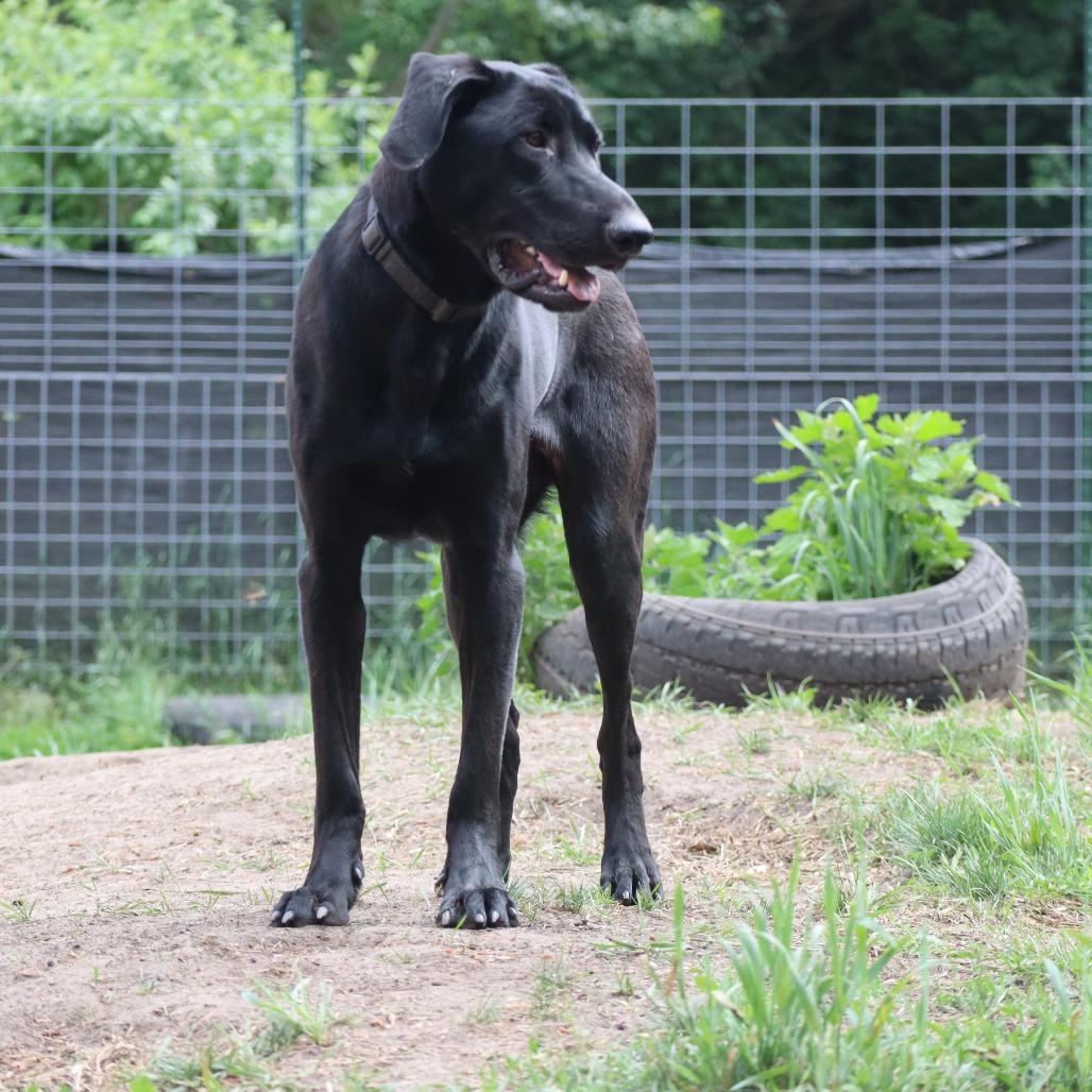 Enlarge Charlie D11160, a Adoptable mixed breed in Elk River, MN image 3/6