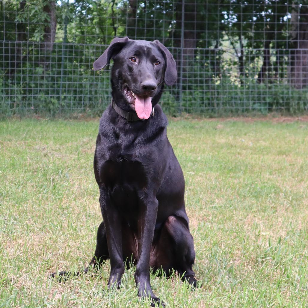 Enlarge Charlie D11160, a Adoptable mixed breed in Elk River, MN image 4/6