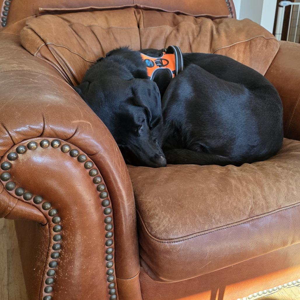 Charlie D11160, a Adoptable mixed breed in Elk River, MN image 1/6