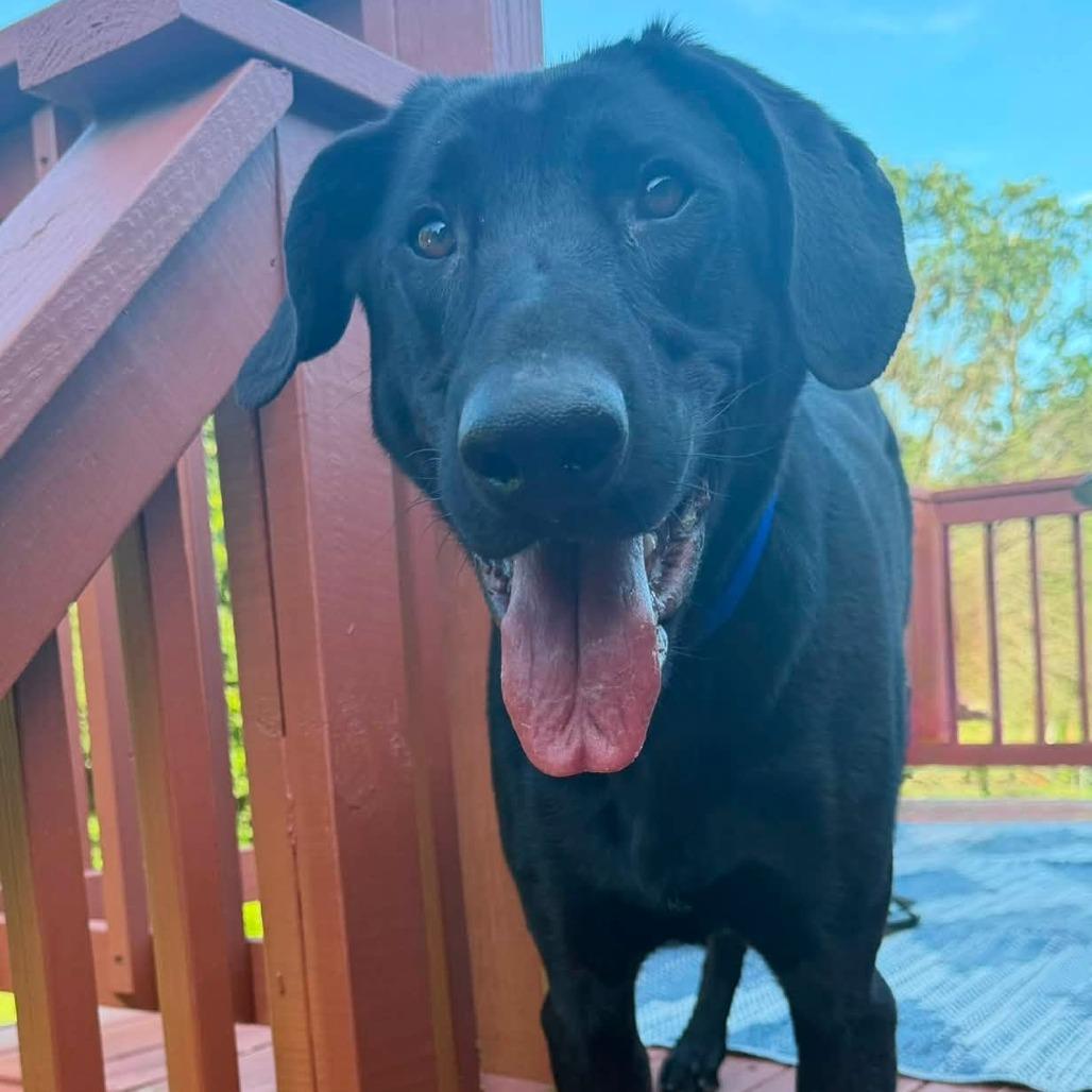 Enlarge Charlie D11160, a Adoptable mixed breed in Elk River, MN image 5/6