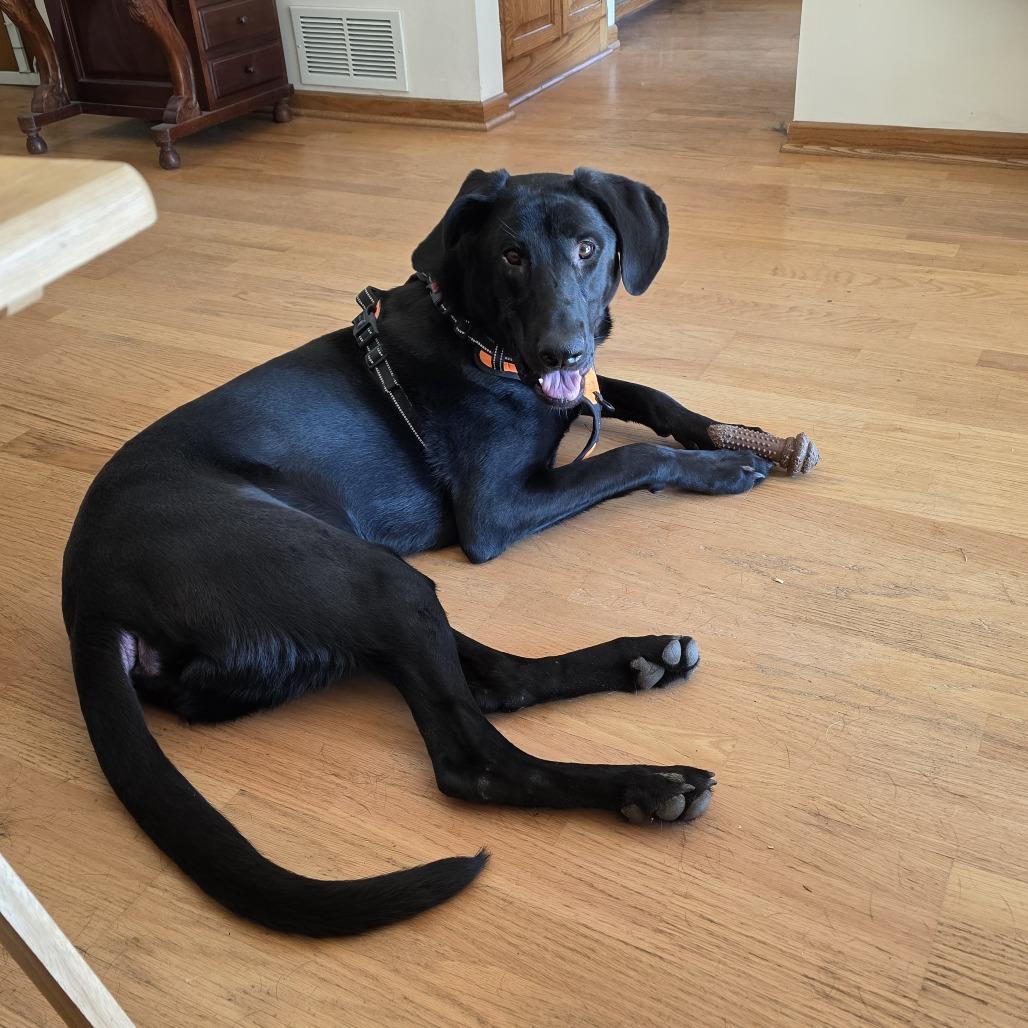 Enlarge Charlie D11160, a Adoptable mixed breed in Elk River, MN image 6/6