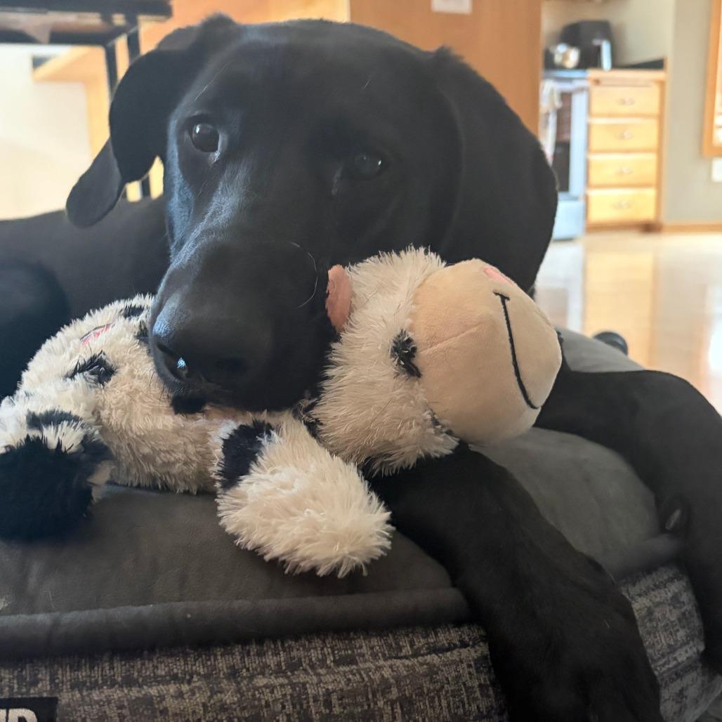 Charlie D11160, a Adoptable mixed breed in Elk River, MN image 2/6