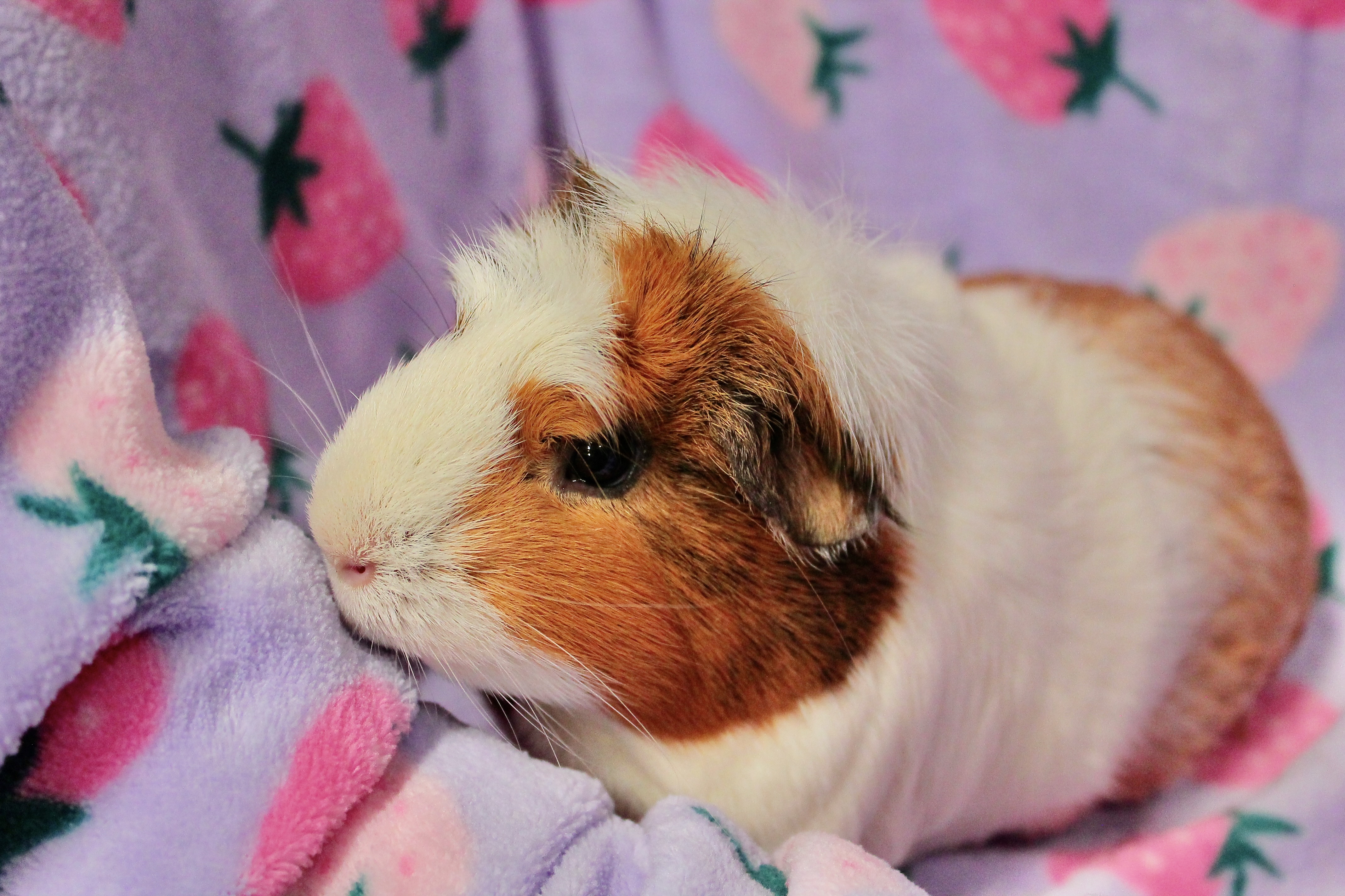 Naomi, Adult Female unknown