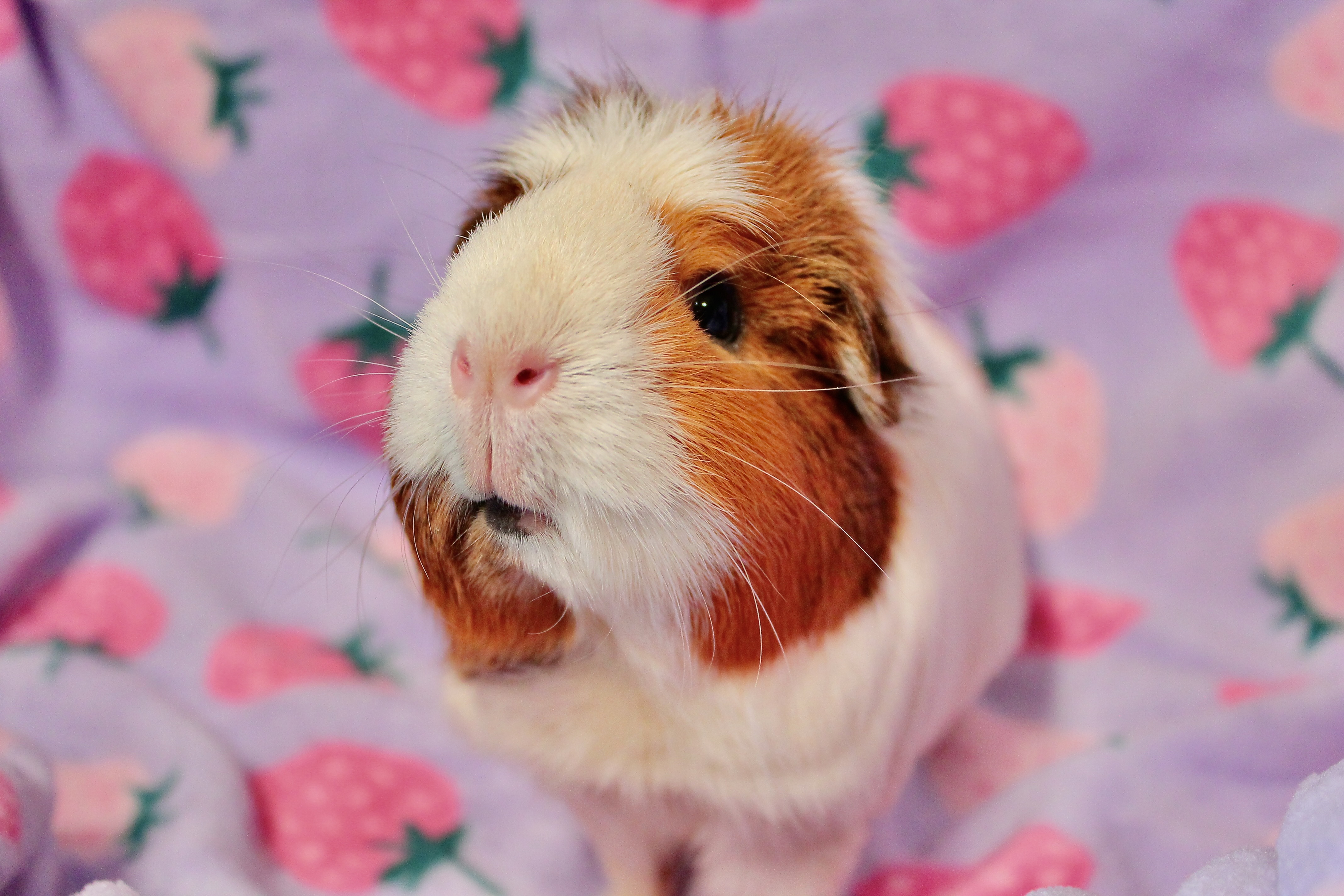 Enlarge Naomi, a Adoptable mixed breed in Eagle River, AK image 2/3