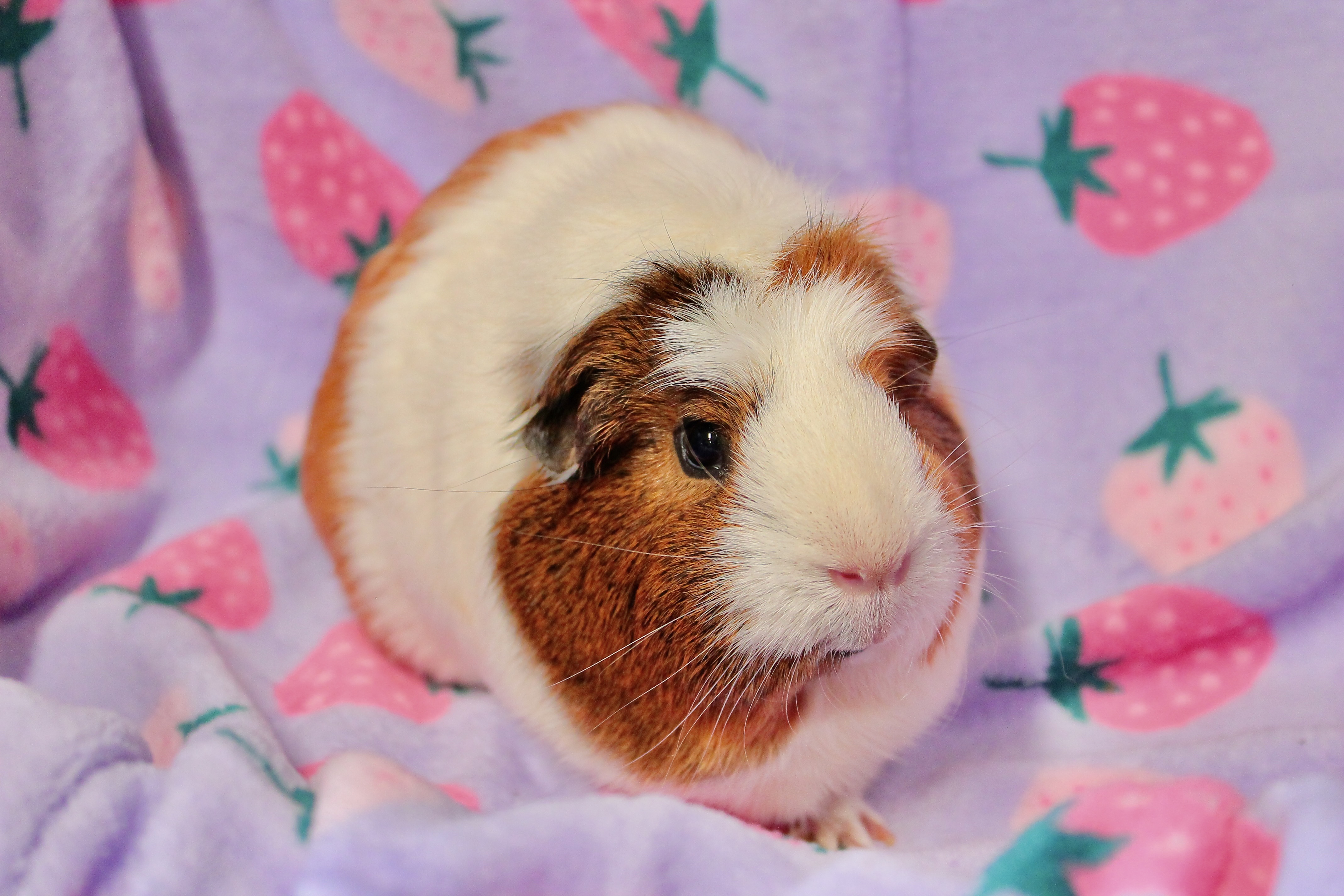 Enlarge Naomi, a Adoptable mixed breed in Eagle River, AK image 3/3