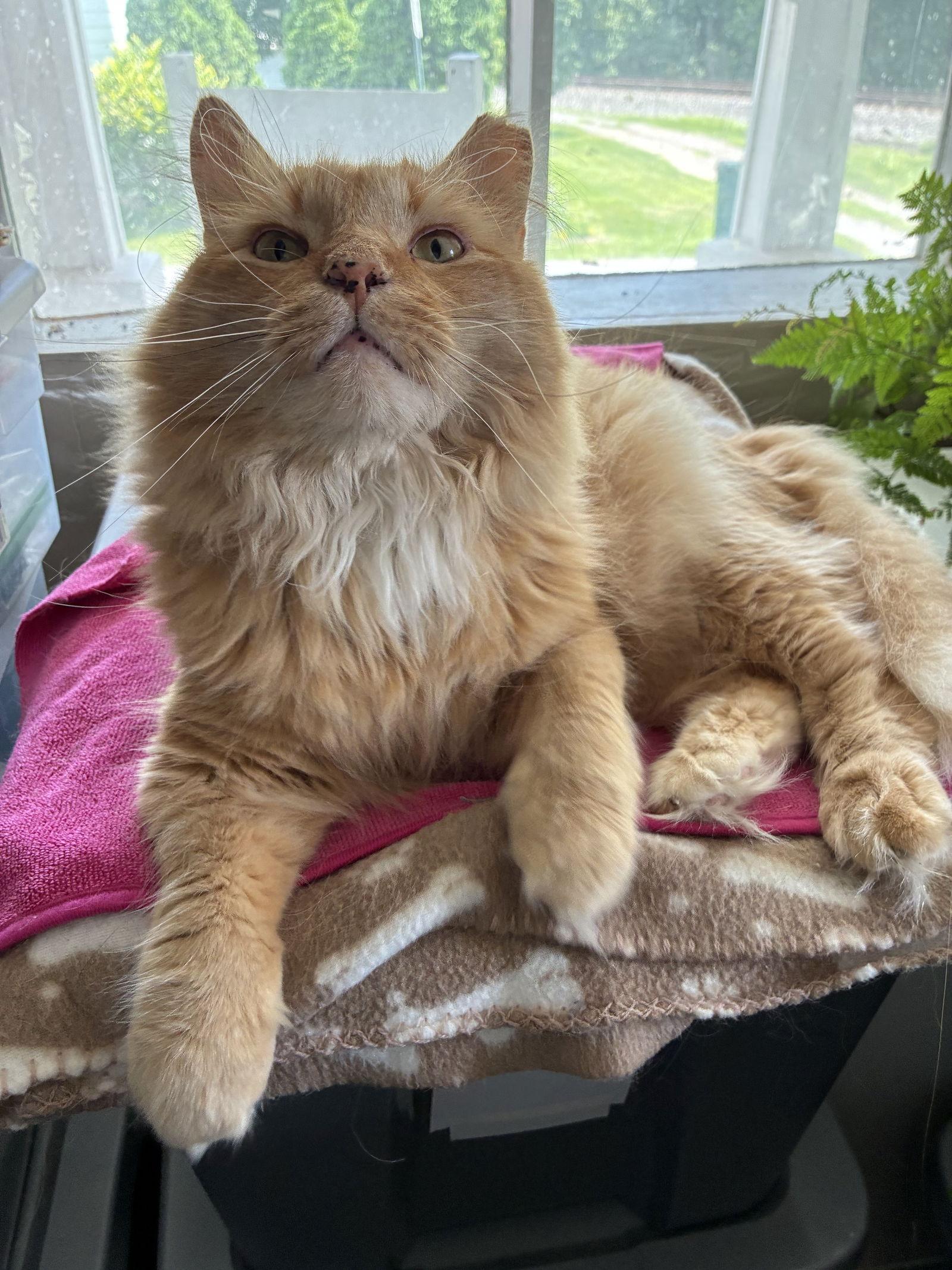 Enlarge OB, a Adoptable Domestic Long Hair in Allentown, PA image 1/1