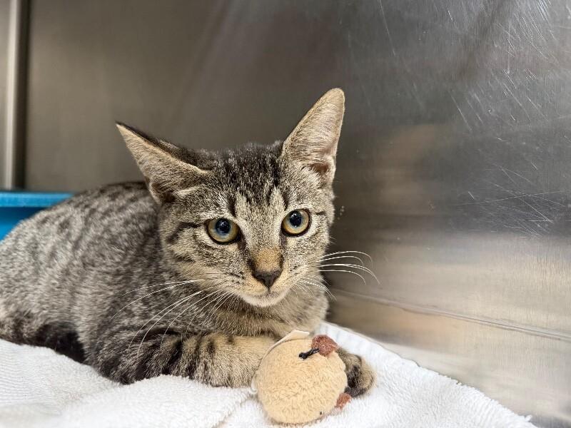 Unknown, Adoptable, Young Female Domestic Short Hair.