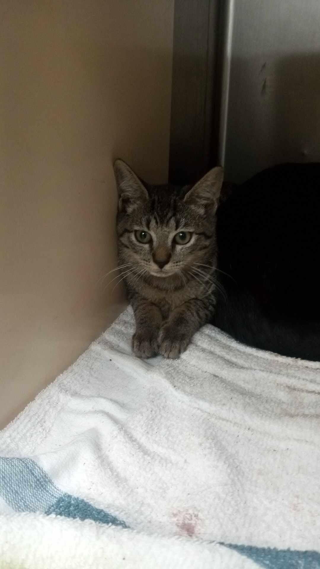 Enlarge Unknown, a Adoptable Domestic Short Hair in Burgaw, NC image 2/2