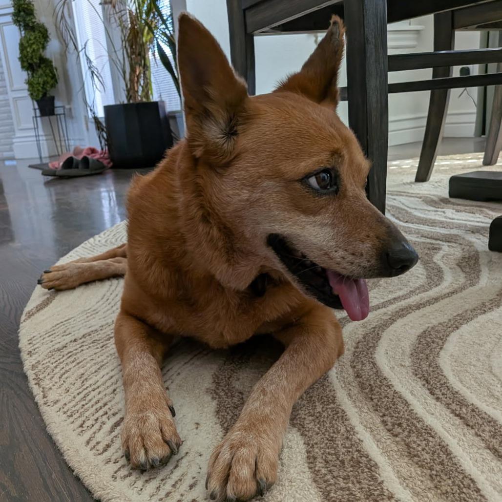 Winnie, Adoptable, Senior Female Cattle Dog & Mixed Breed.