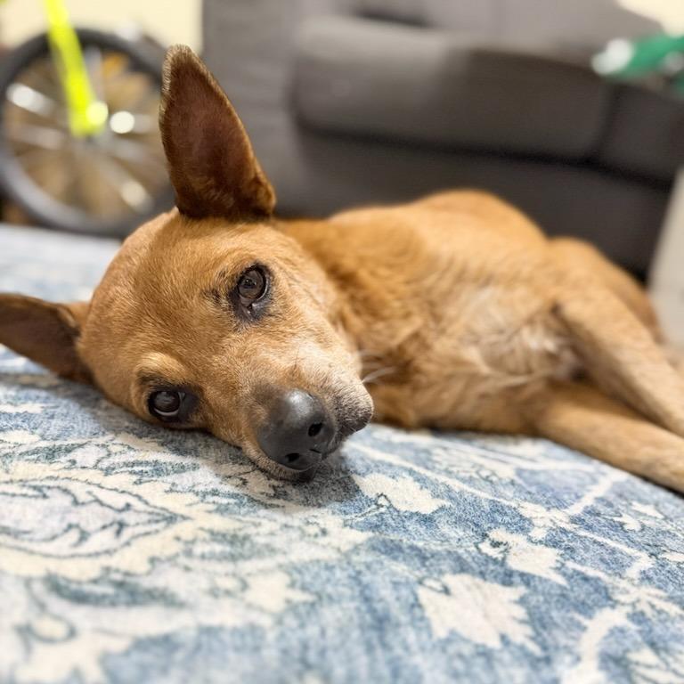 Enlarge Winnie, a Adoptable Mixed Breed in Bentonville, AR image 2/6