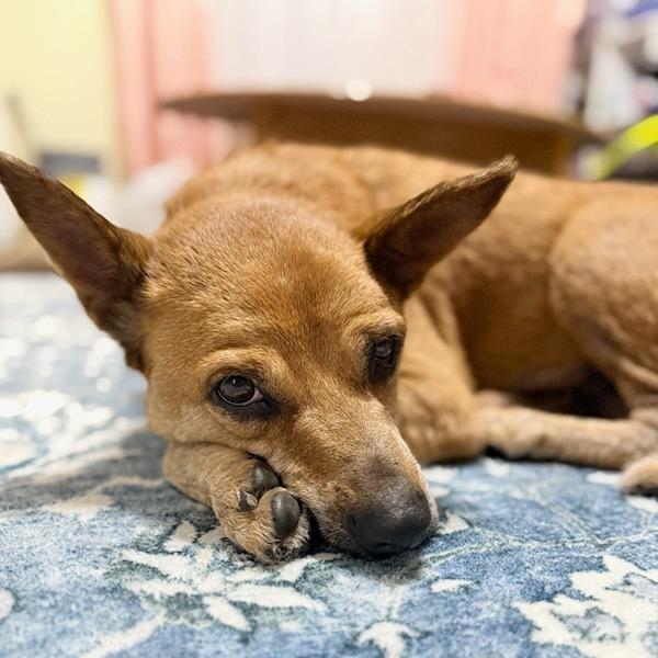 Enlarge Winnie, a Adoptable Mixed Breed in Bentonville, AR image 3/6