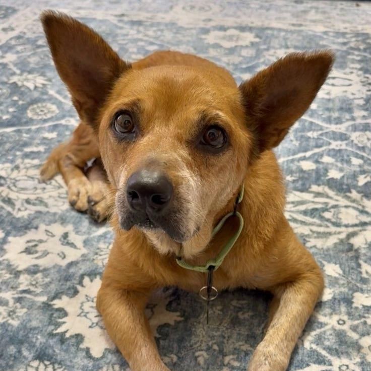 Enlarge Winnie, a Adoptable Mixed Breed in Bentonville, AR image 4/6