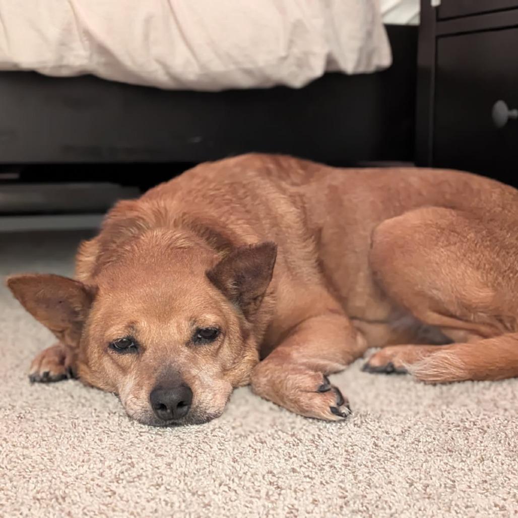 Enlarge Winnie, a Adoptable Mixed Breed in Bentonville, AR image 6/6