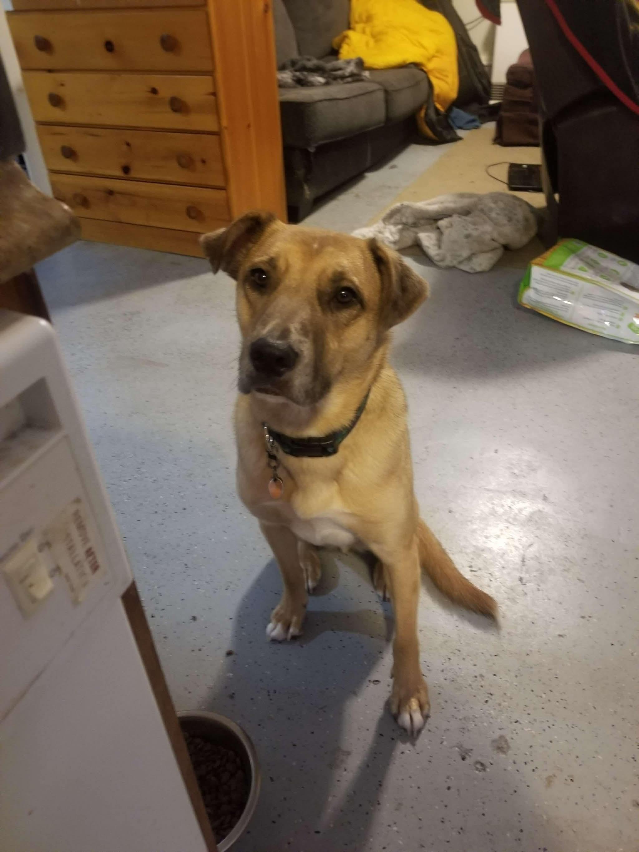 Enlarge Desperado (FEE SPONSORED), a Adoptable mixed breed in Portland, ME image 6/6