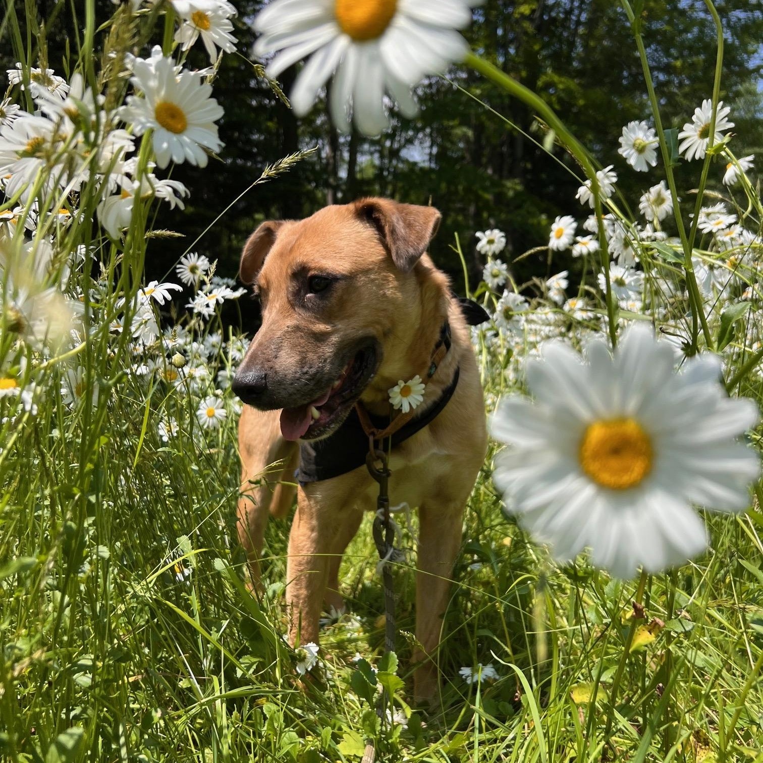Enlarge Desperado (FEE SPONSORED), a Adoptable mixed breed in Portland, ME image 2/6