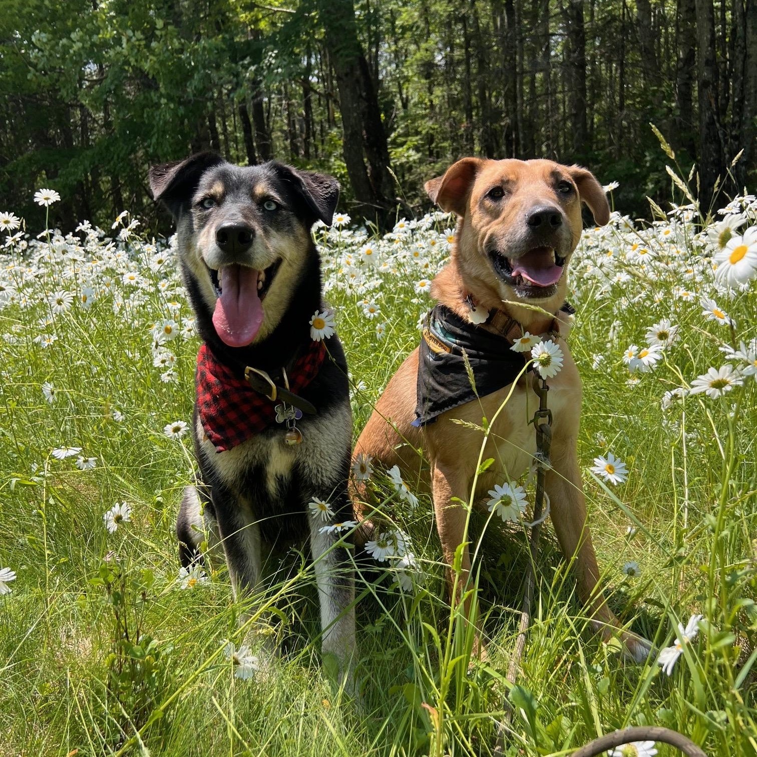 Enlarge Desperado (FEE SPONSORED), a Adoptable mixed breed in Portland, ME image 3/6