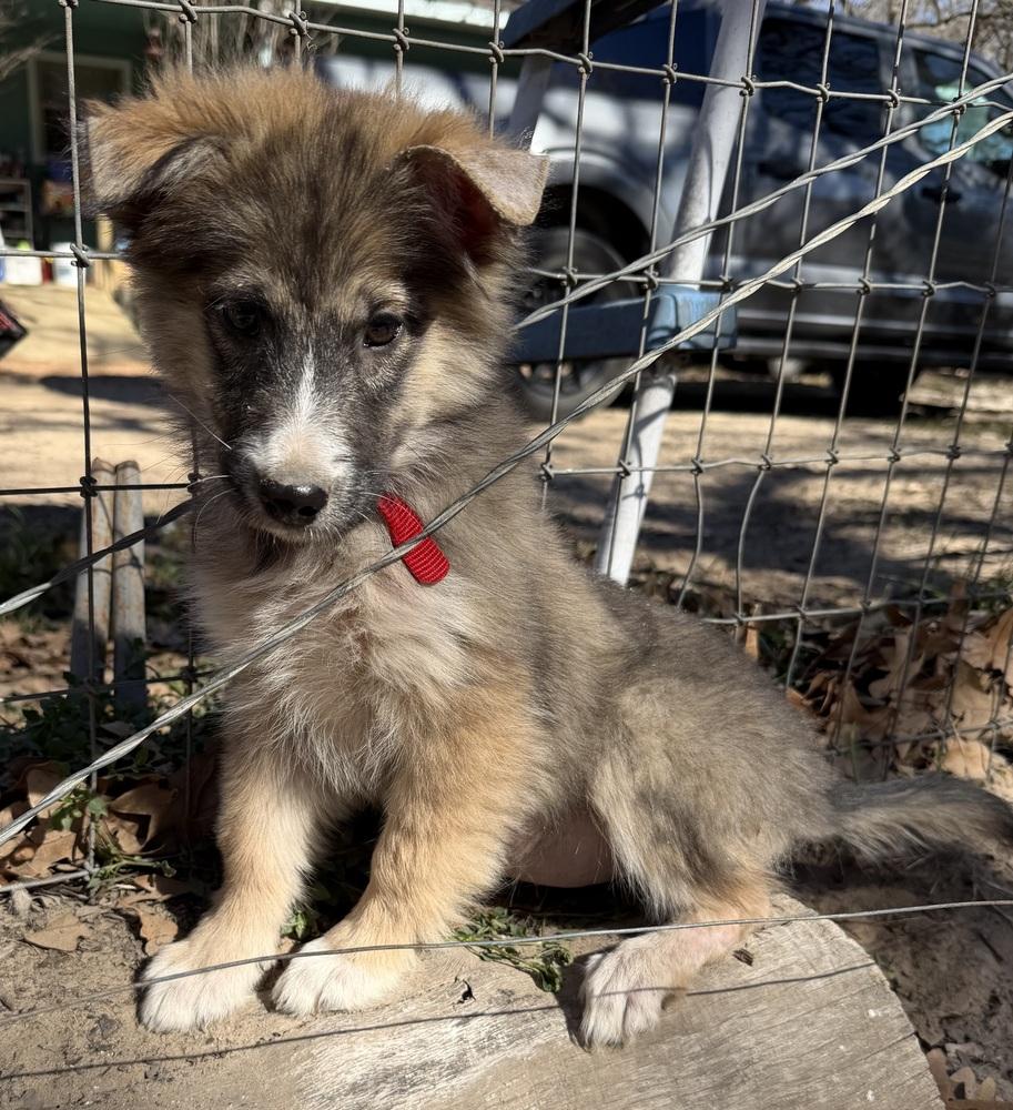 Millie, Adoptable, Puppy Female Australian Shepherd & Shepherd.