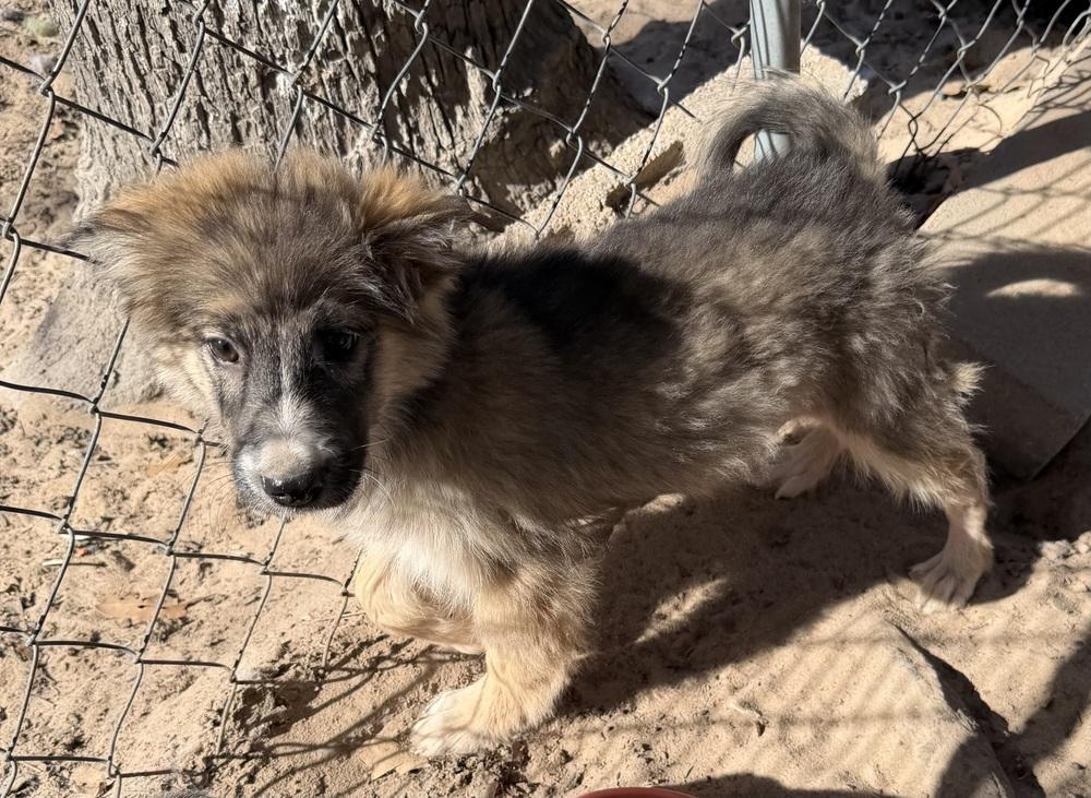 Millie, Adoptable, Puppy Female Australian Shepherd & Shepherd.