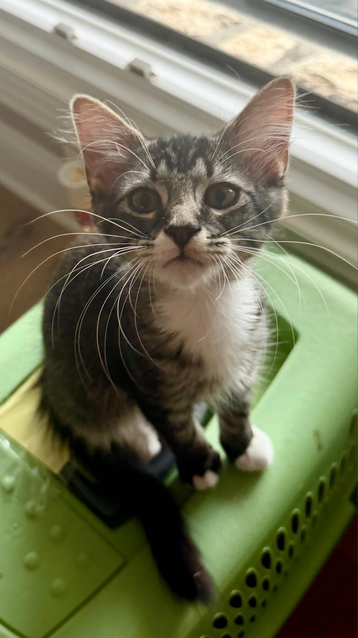 Sister, an adopted American Shorthair in Bertram, TX image 1/2
