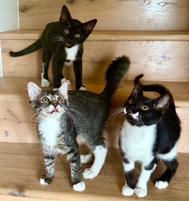 Sister, an adopted American Shorthair in Bertram, TX image 2/2