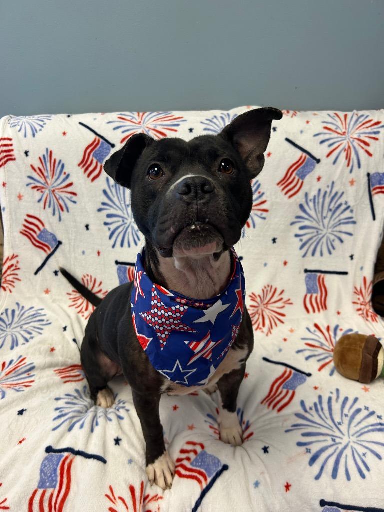 Cherry, a Adoptable mixed breed in Marion, OH image 1/2