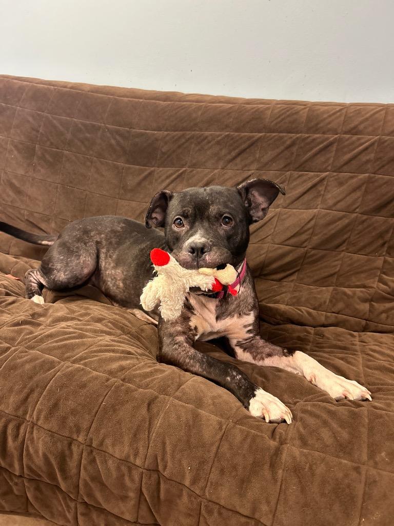 Enlarge Cherry, a Adoptable mixed breed in Marion, OH image 1/1