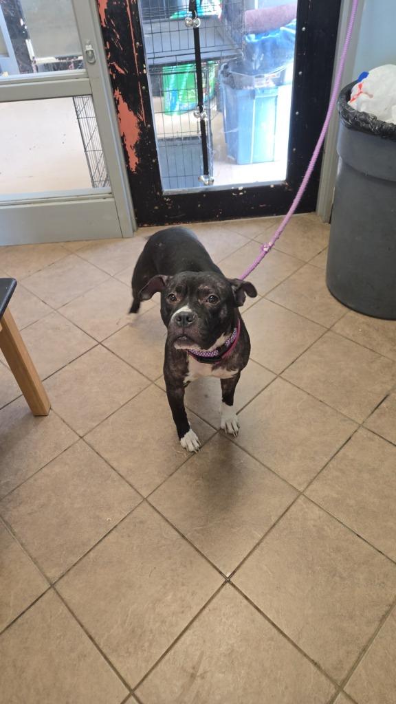 Enlarge Cherry, a Adoptable mixed breed in Marion, OH image 1/1