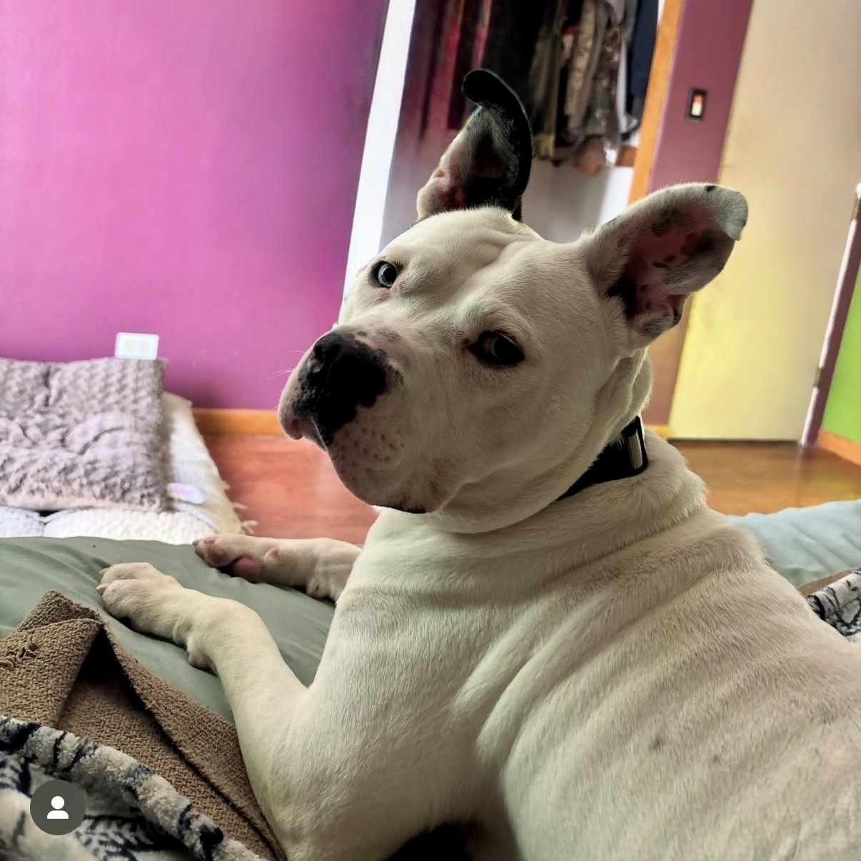 Enlarge Adele, a ADOPTABLE Mixed Breed in Valparaiso, IN image 3/3