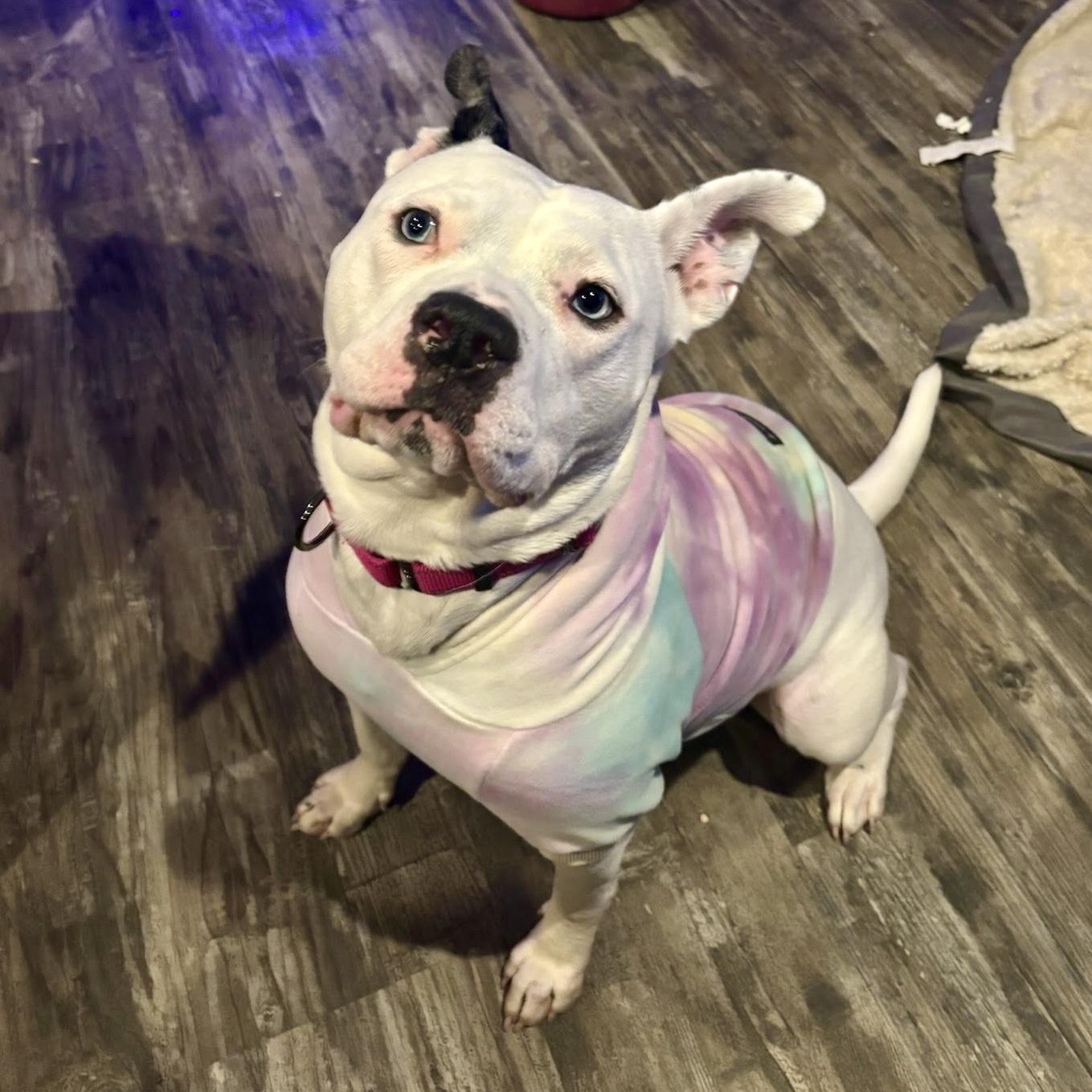 Enlarge Adele, a ADOPTABLE Mixed Breed in Valparaiso, IN image 1/3