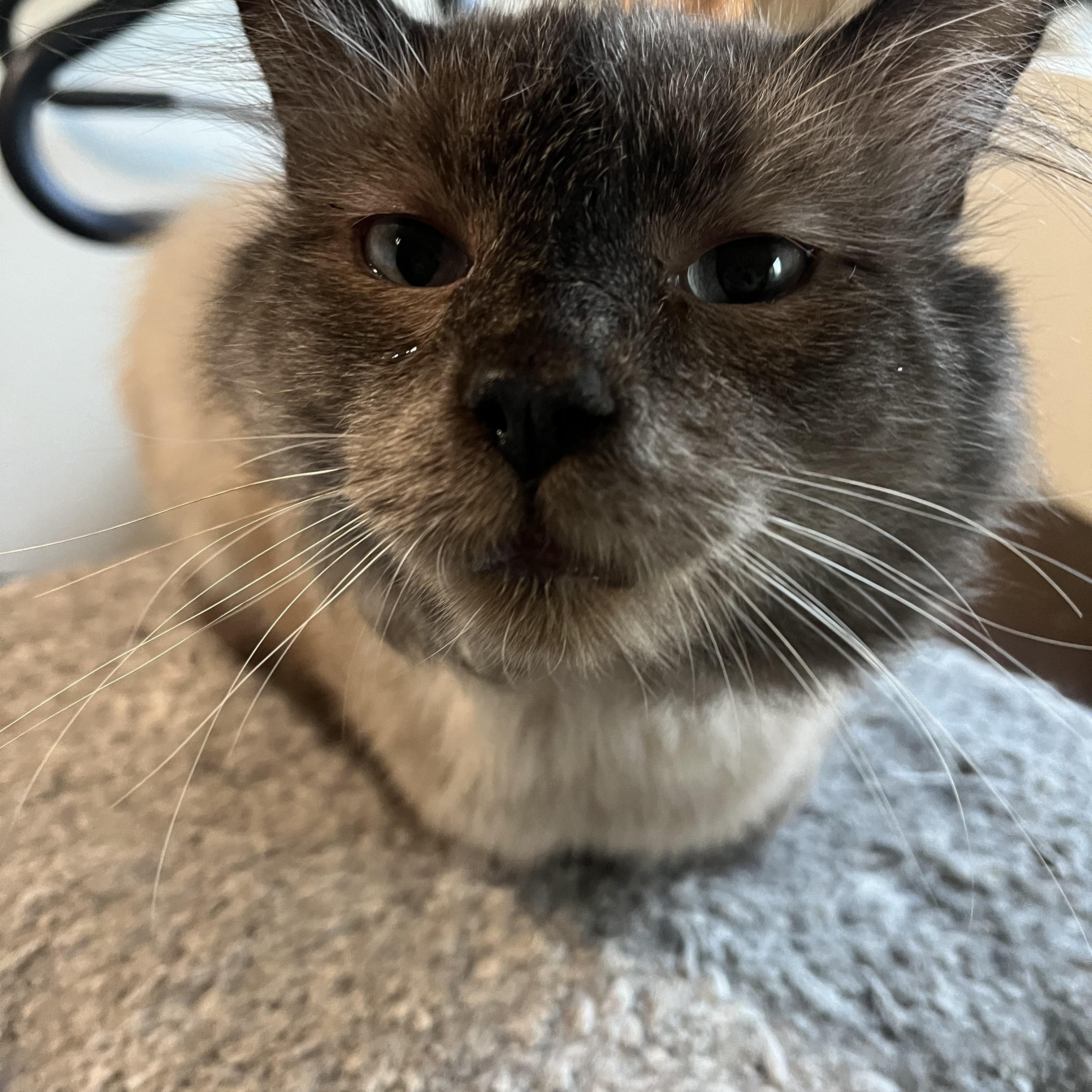 George, ADOPTABLE, Adult Male Siamese & Domestic Long Hair.