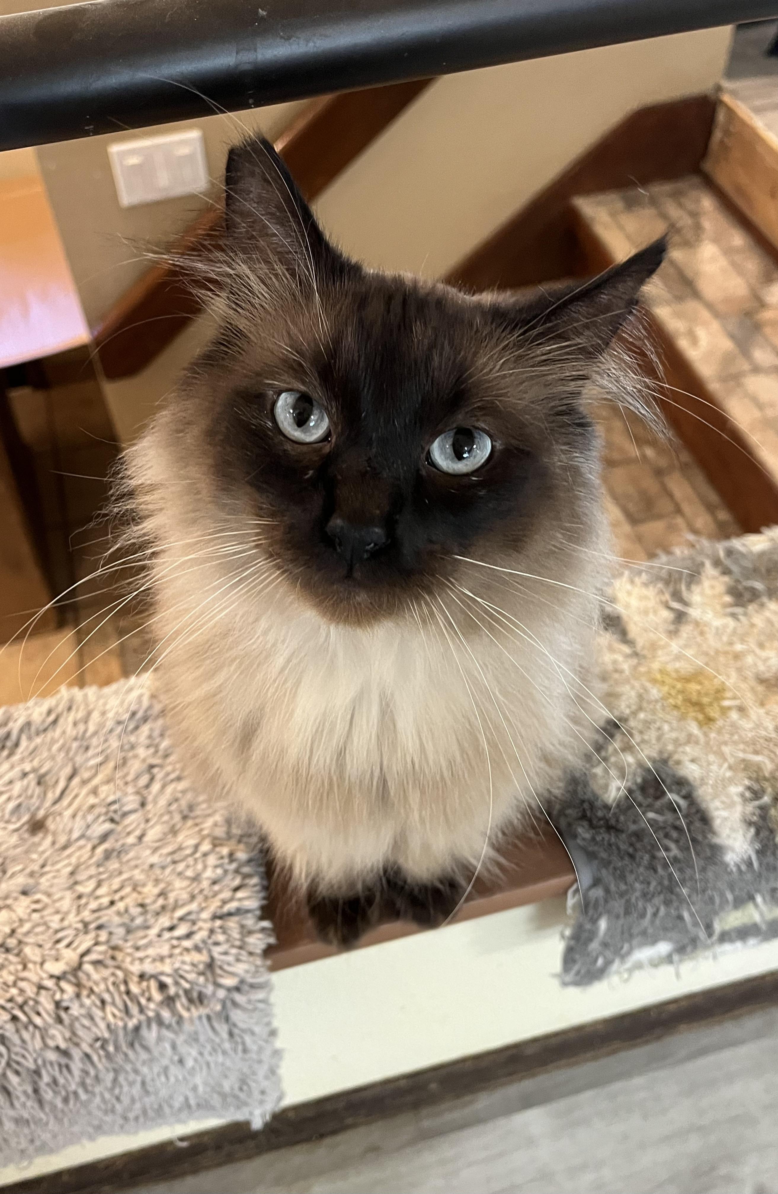 George, ADOPTABLE, Adult Male Siamese & Domestic Long Hair.