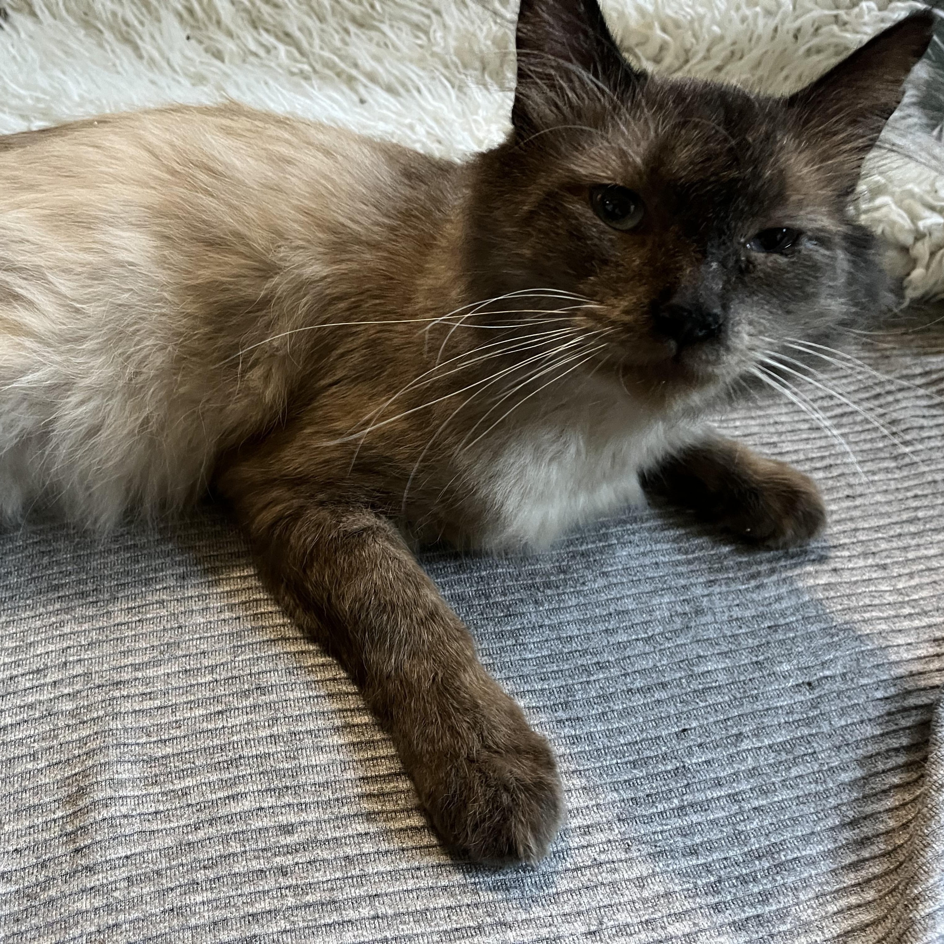 Enlarge George, a ADOPTABLE mixed breed in Gresham, OR image 3/3