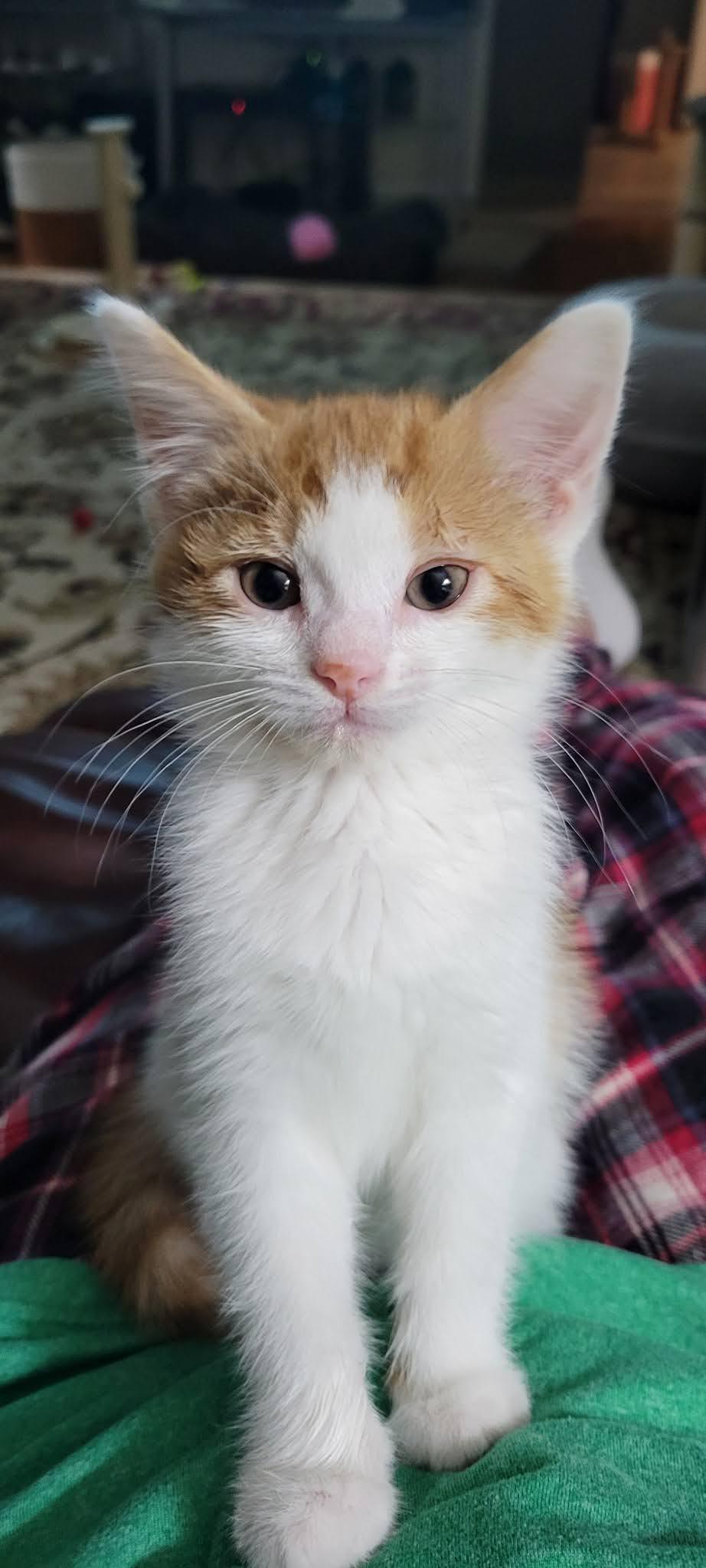 Enlarge Grizzly, a Adoptable American Shorthair in Roanoke, AL image 1/1