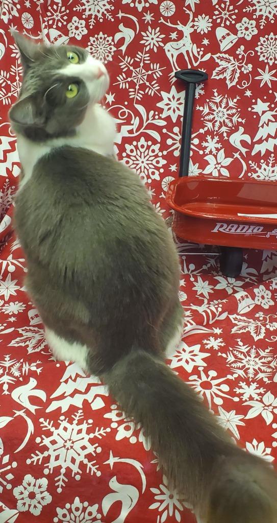 Pinkie, Adoptable, Adult Female Domestic Medium Hair.