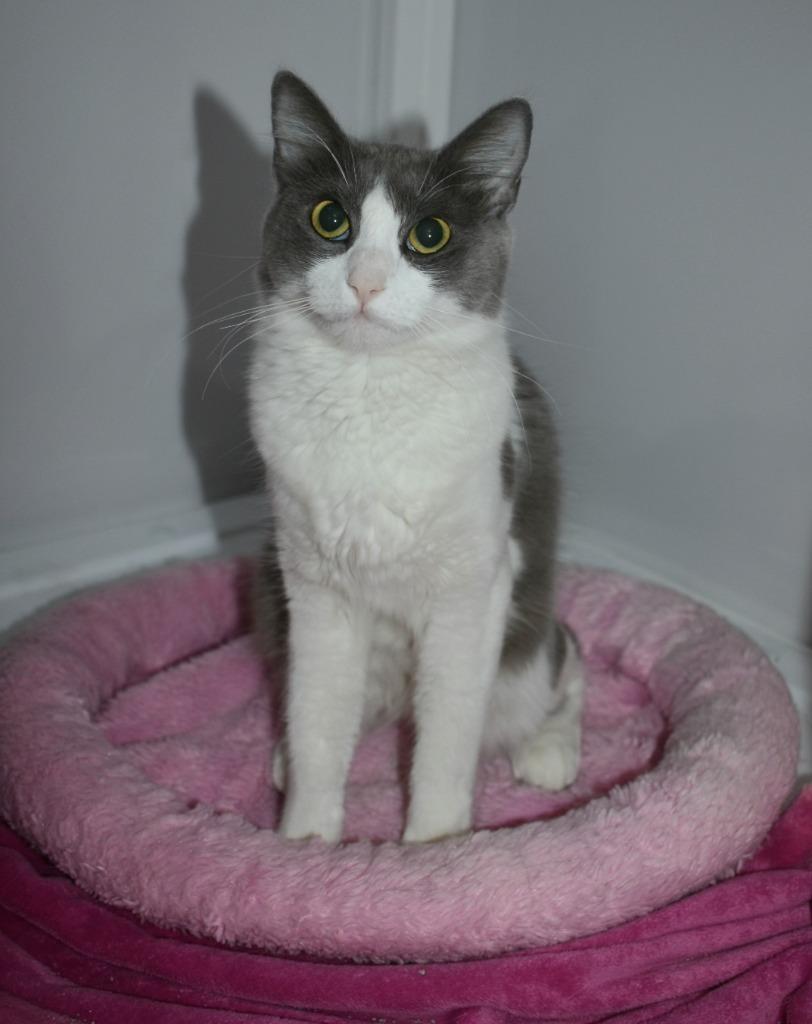 Enlarge Pinkie, a Adoptable mixed breed in Peoria, AZ image 4/6