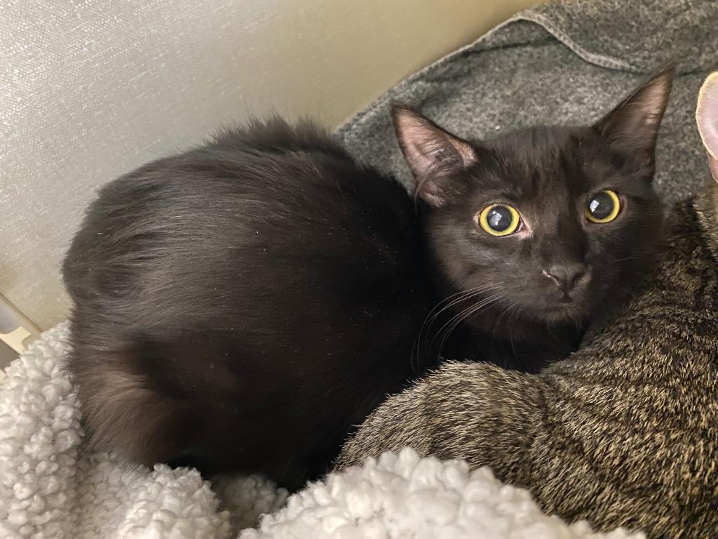 Clare, Adoptable, Kitten Female Domestic Long Hair.