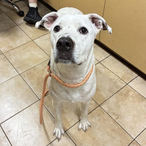Poppa, Adoptable, Adult Male Pit Bull Terrier.