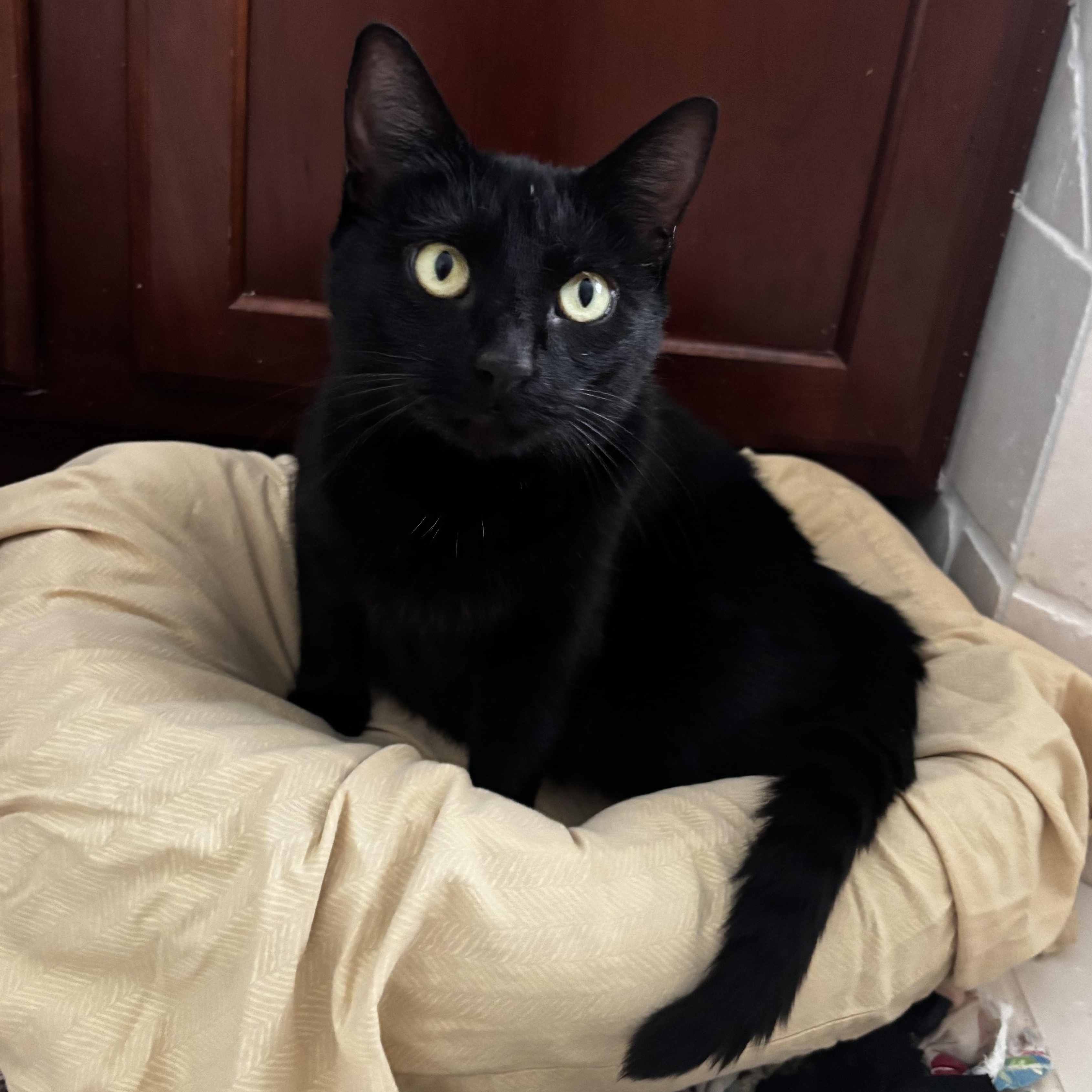 Enlarge Eclipse - Athens, GA, a ADOPTABLE mixed breed in Athens, GA image 1/4