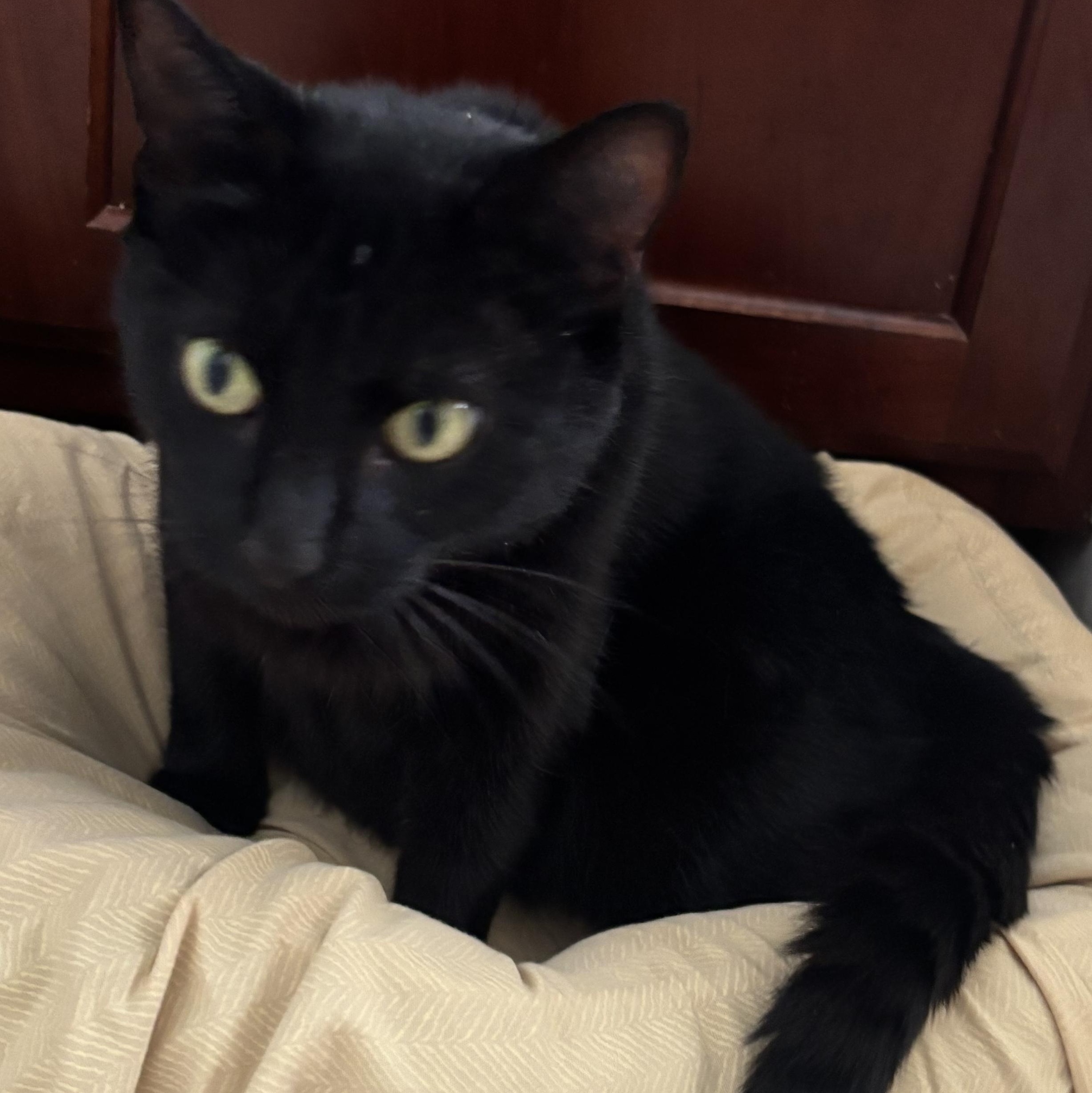 Enlarge Eclipse - Athens, GA, a ADOPTABLE mixed breed in Athens, GA image 3/4