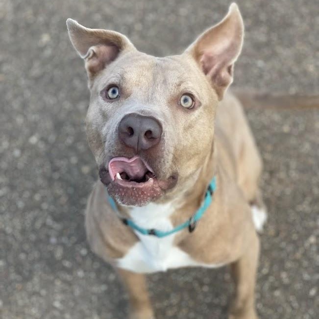 James, a ADOPTABLE mixed breed in Jackson, MS image 5/6